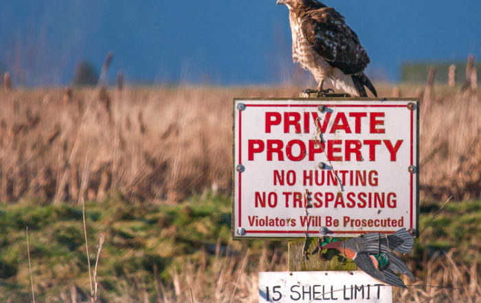 Hawk Perched on No Hunting Sign