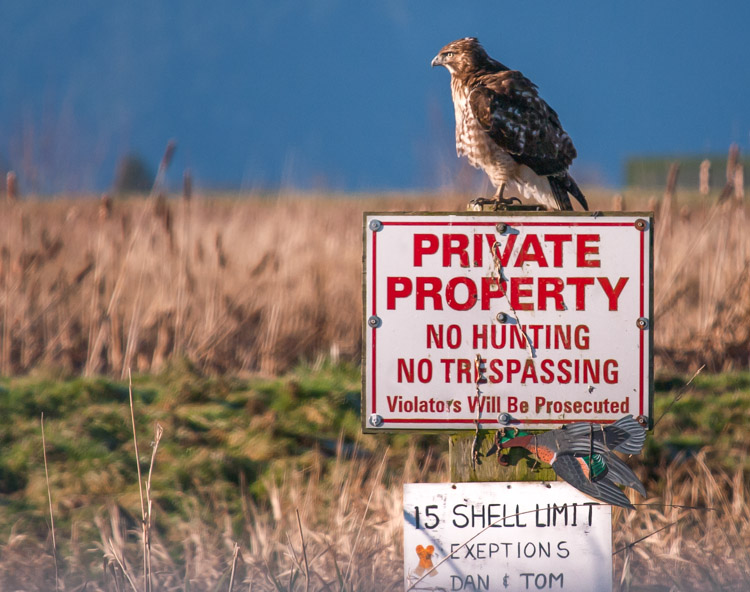 Hawk Perched on No Hunting Sign