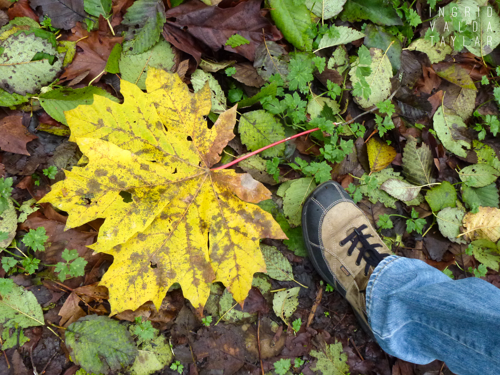 Very Big Maple Leaf in Discovery Park Seattle