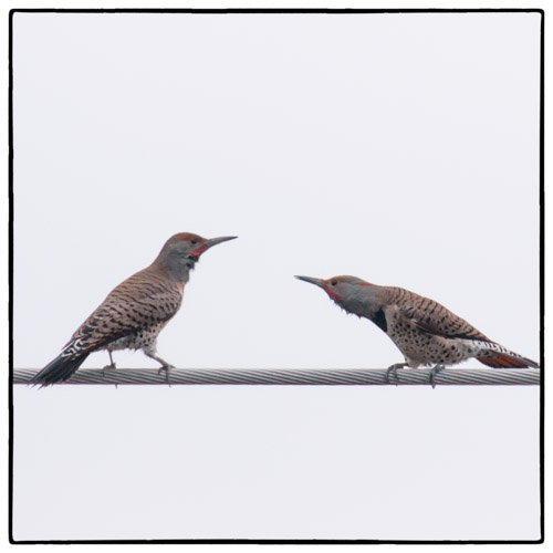 Northern Flickers