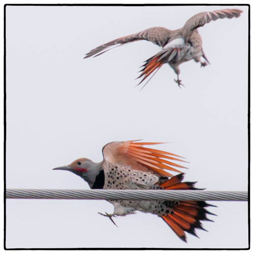 Northern Flickers