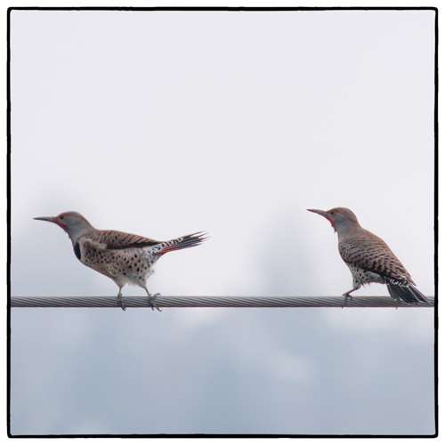 Northern Flickers