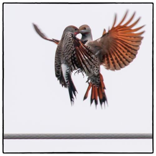 Northern Flickers Territorial Display