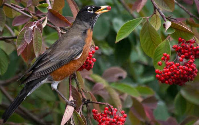 Robin Eating Cotoneaster Berries in Seattle