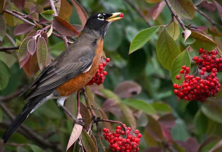 Robin Eating Cotoneaster Berries in Seattle