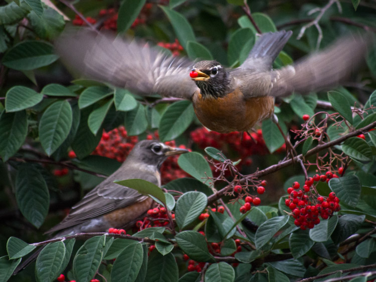 American Robin and Berries in Seattle