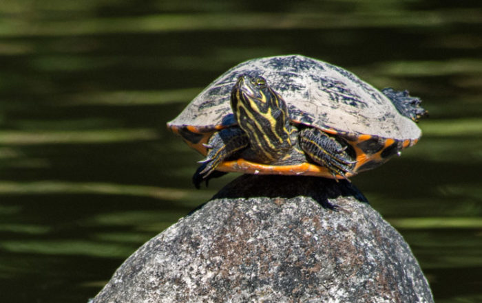 Red-eared Slider on Rock