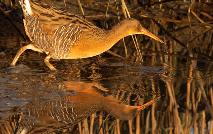 Clapper Rail Reflected at Sunrise