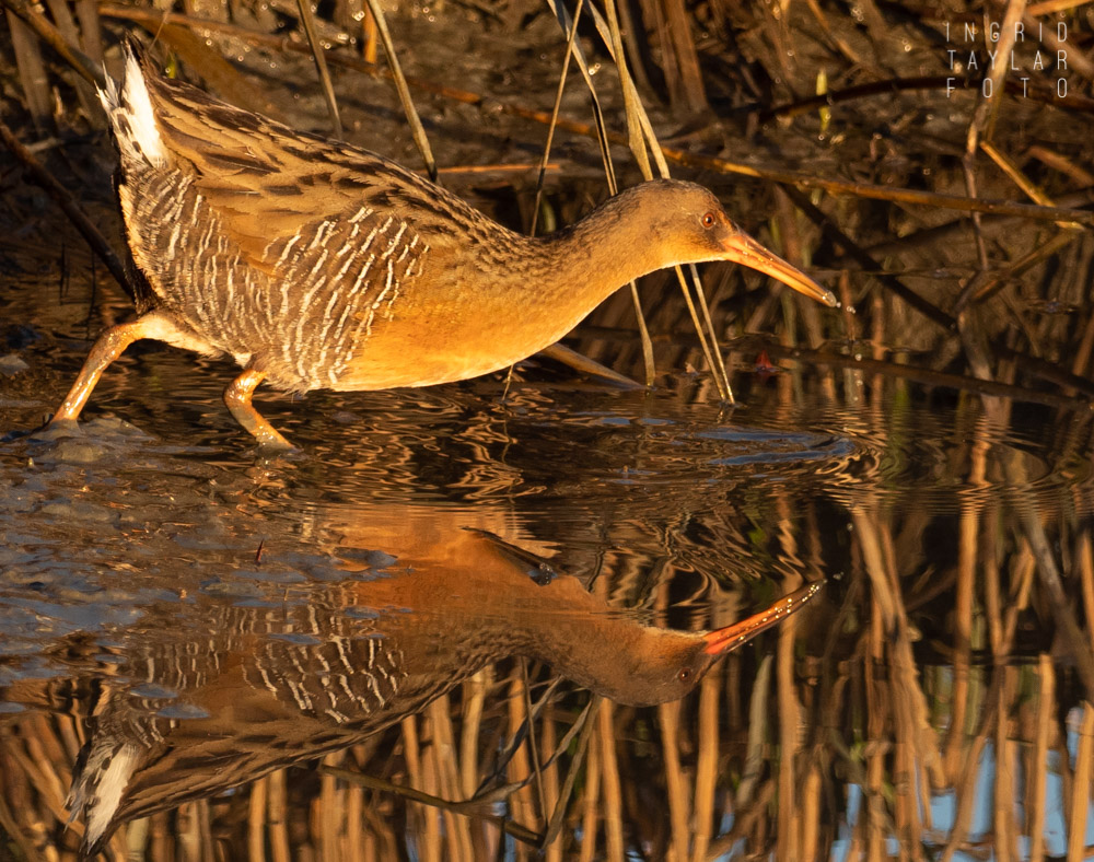 Clapper Rail Reflected at Sunrise