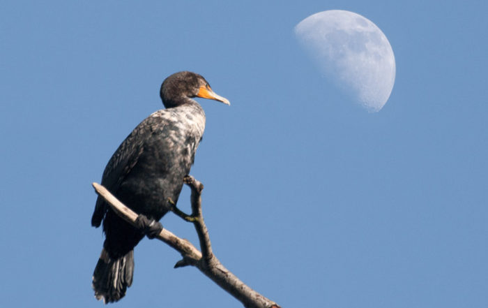 Double-Crested Cormorant and Moon