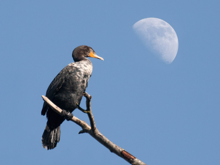 Double-Crested Cormorant and Moon