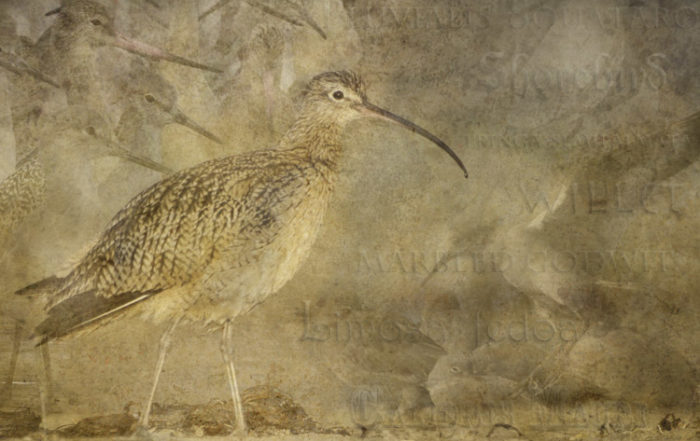 Curlew Dreams