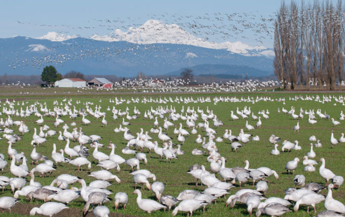 Snow Geese Taking Flight on Fir Island