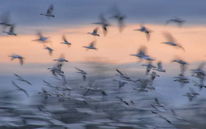 Snow Goose Wing Blur