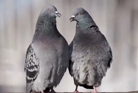 Pigeon Courtship