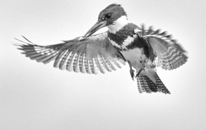 Belted Kingfisher in Flight