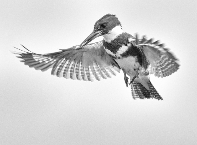 Belted Kingfisher in Flight