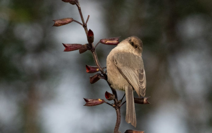 Bushtit on Vertical Branch