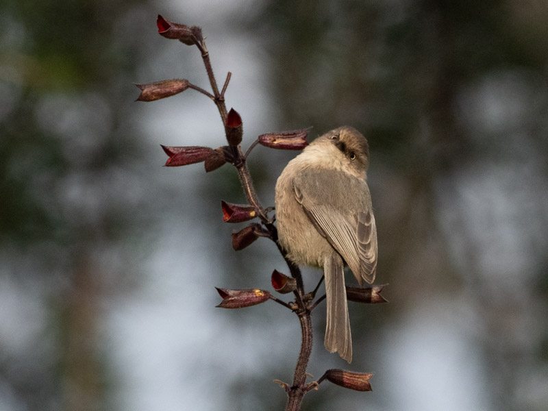 Bushtit on Vertical Branch