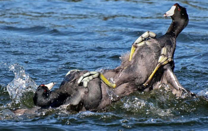 Coot Territorial Display