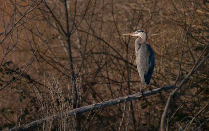 Great Blue Heron at Union Bay Seattle