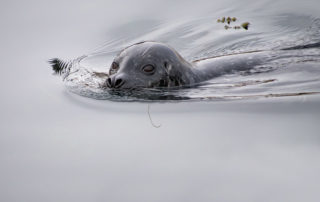 Harbor Seal in Elliott Bay Seattle