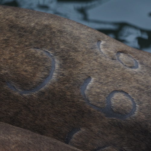 Sea Lion branding in Oregon