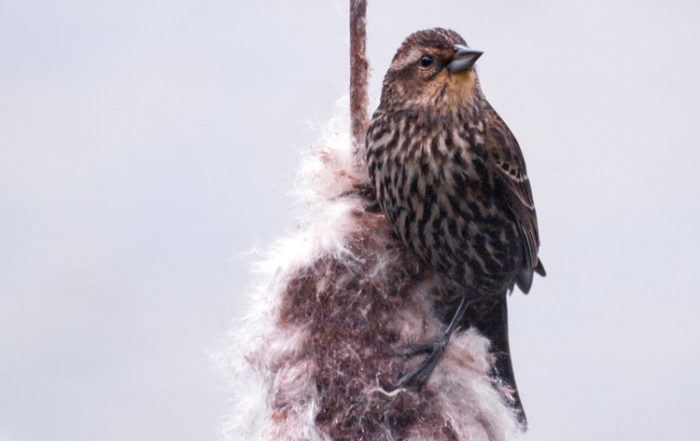 Red-winged Blackbird Female on Cattail