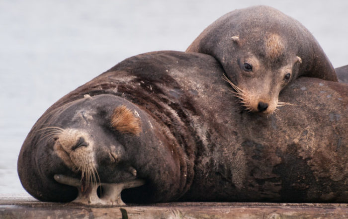 Sea Lions in Astoria