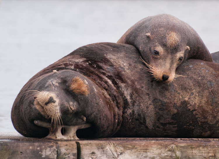 Sea lion - Wikipedia