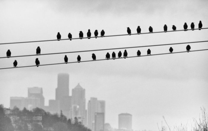 Seattle Birds on a Wire