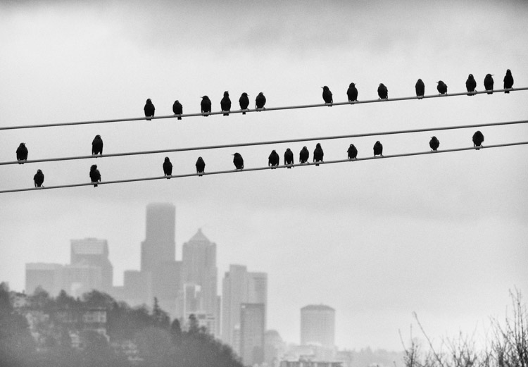 Seattle Birds on a Wire