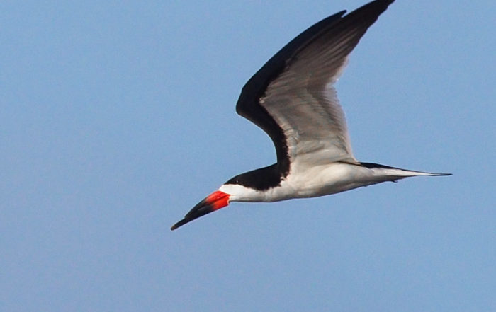 Black Skimmer at Bolsa Chica