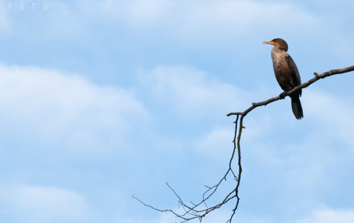 Cormorant Perched on Branch in Seattle