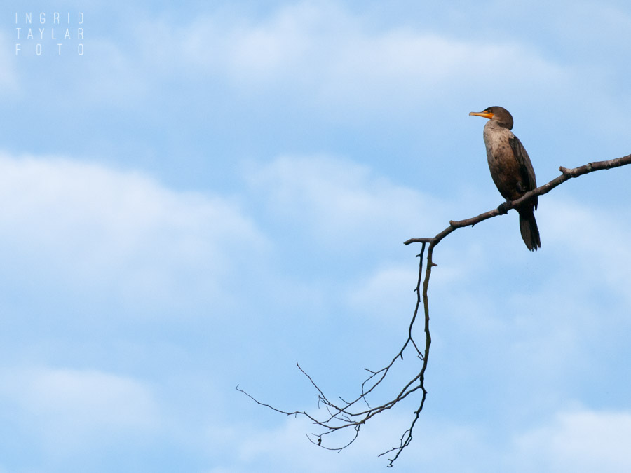 Cormorant Perched on Branch in Seattle