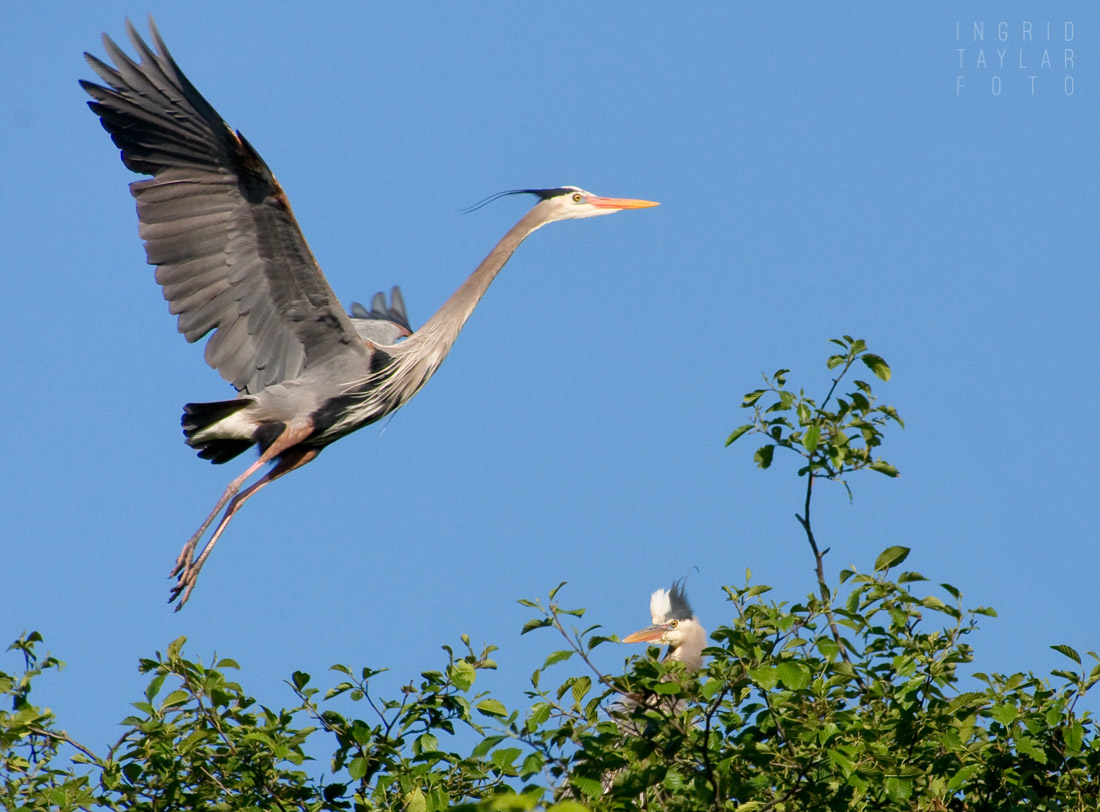 Great Blue Heron at Rookery Ballard Locks