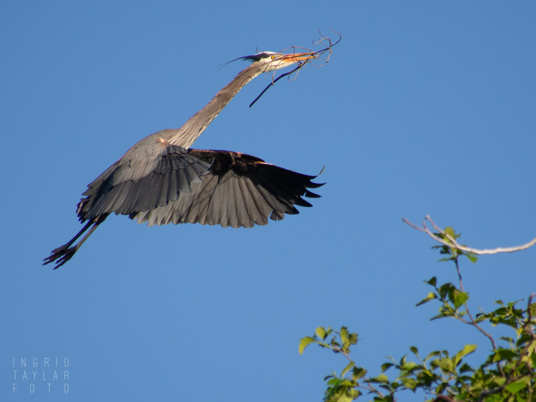 Great Blue Heron at Rookery 2