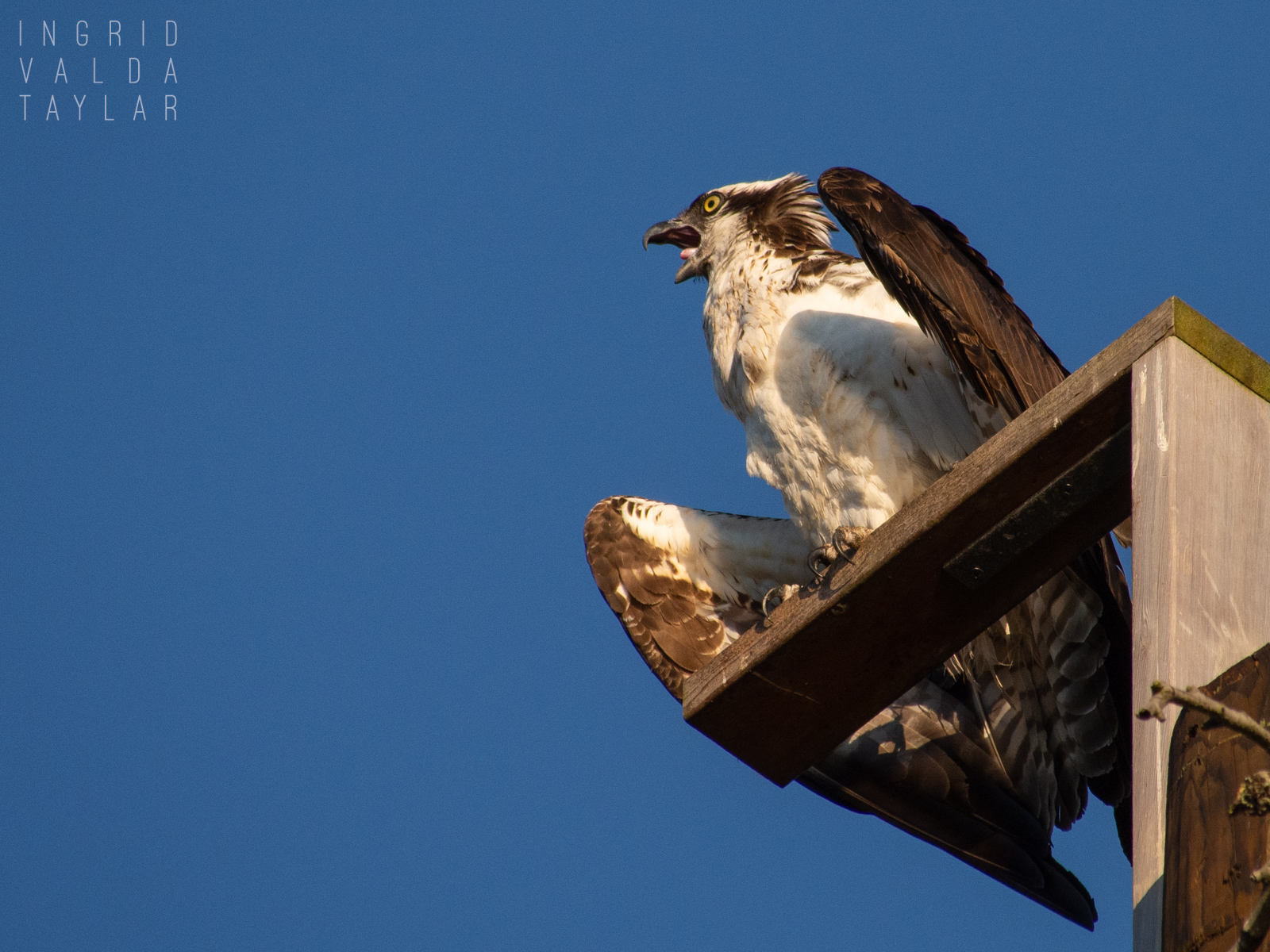 Osprey Calling Out from Platform