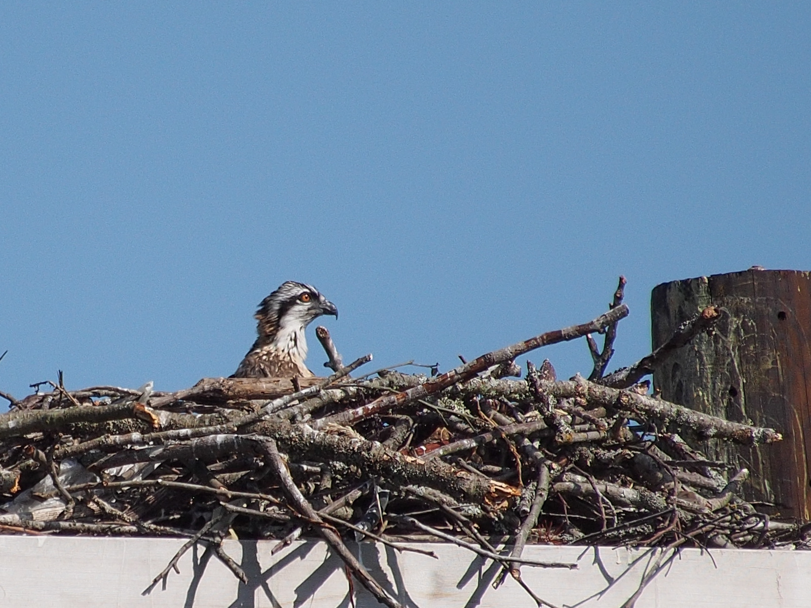Osprey Chick in Nest