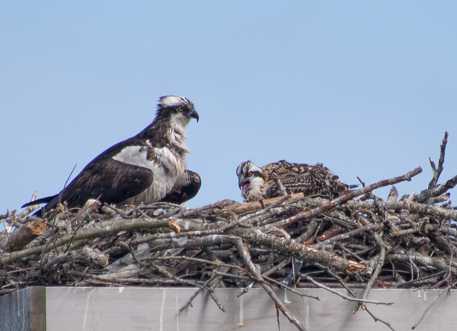 Osprey Parent with Chick in Nest