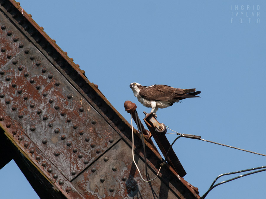 Osprey Perched on Railroad Bridge