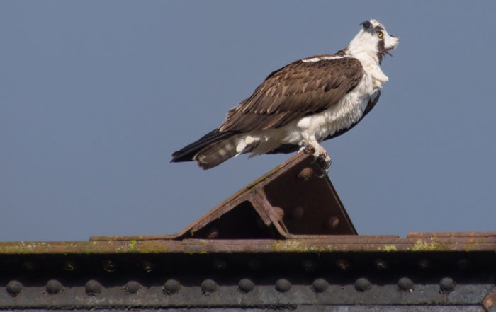 Osprey at Ballard Locks