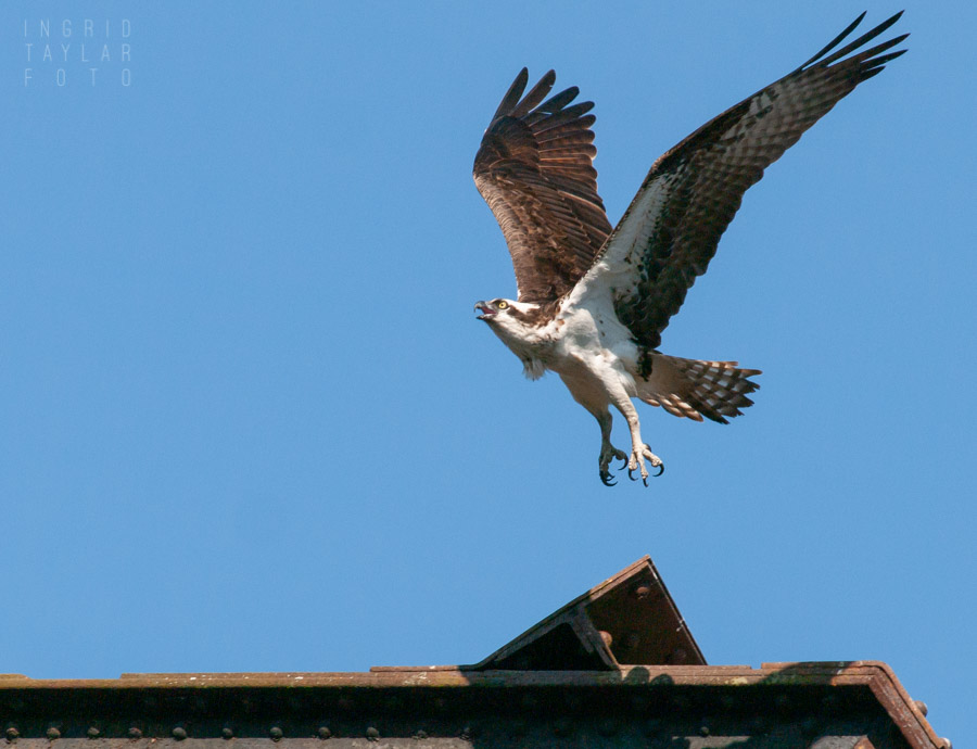 Osprey at Ballard Locks in Seattle