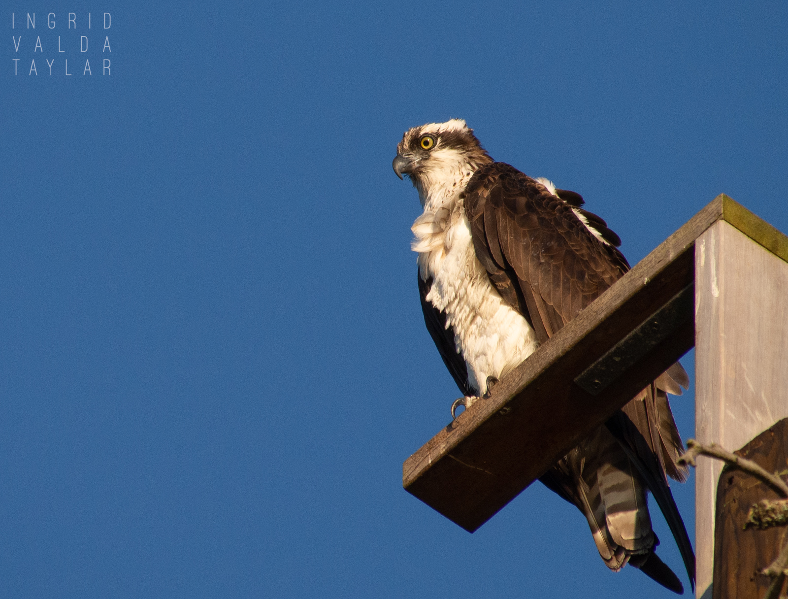 Osprey on Nesting Platform in Seattle