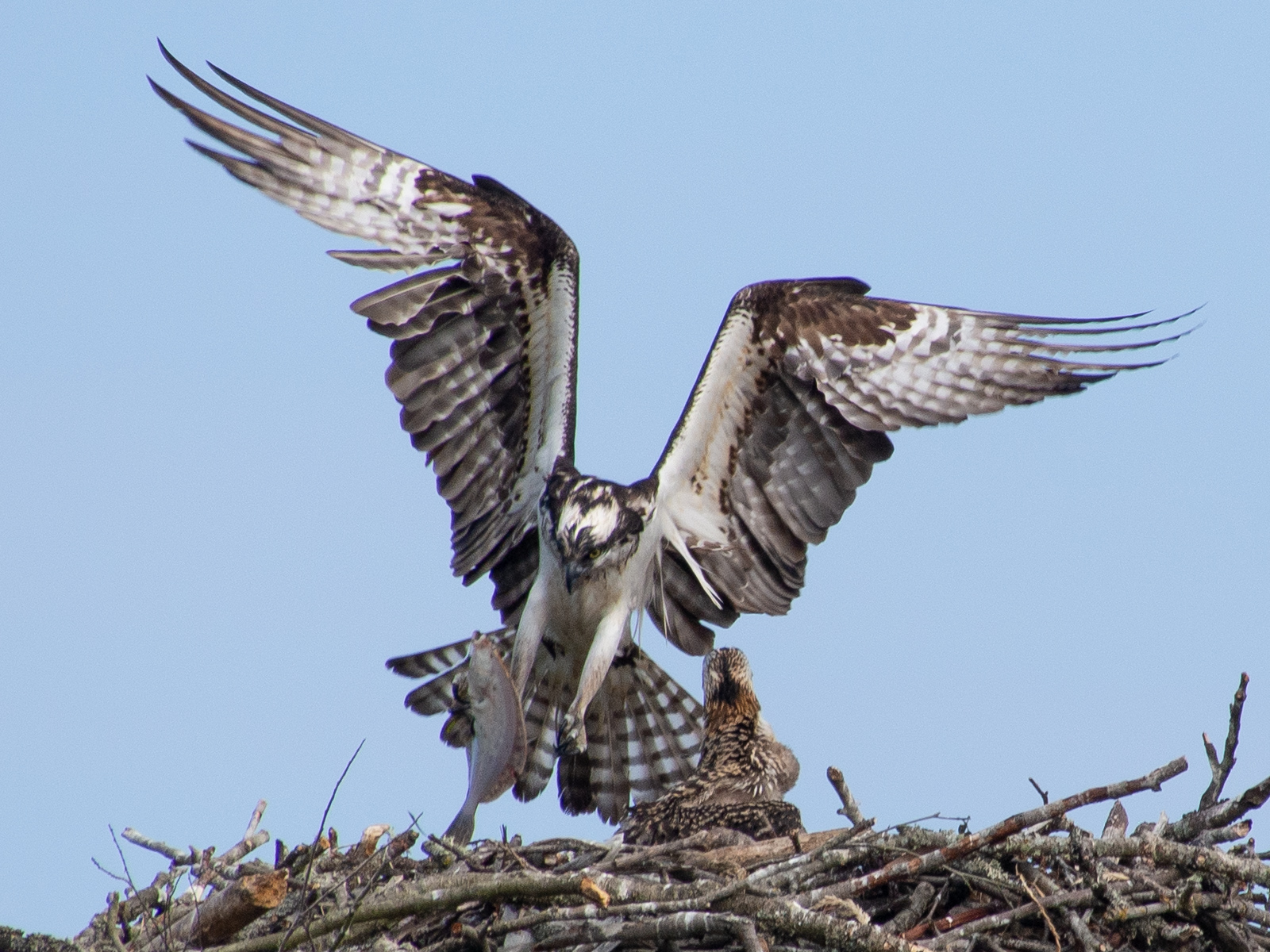 Osprey with Fish for Chick