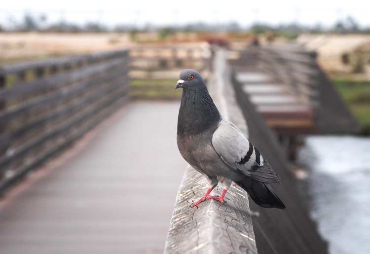 Pigeon at Bolsa Chica