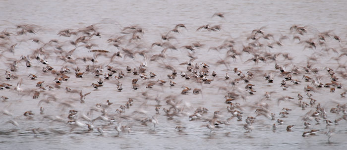 Shorebird Blur