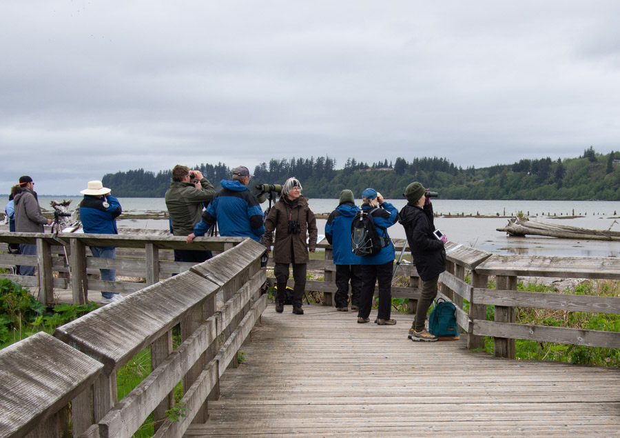 Birders at Grays Harbor Shorebird Migration