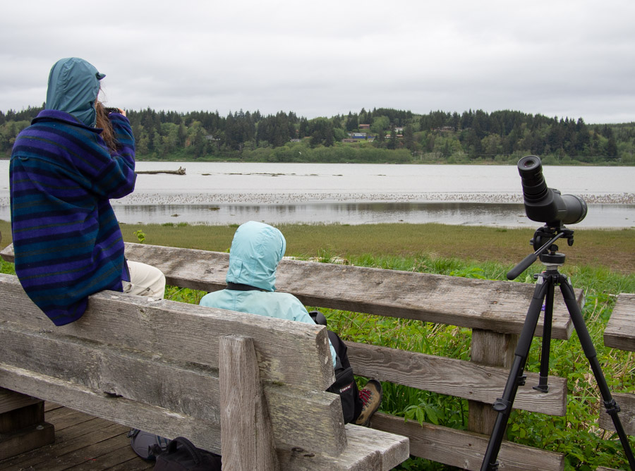 Birders at Grays Harbor Shorebird Migration