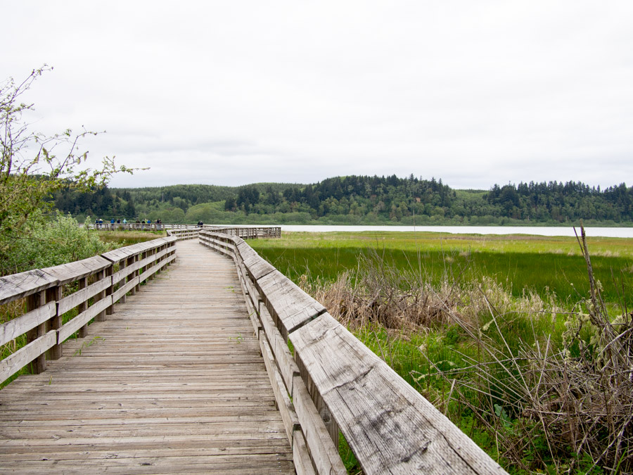 Grays Harbor Boardwalk for Shorebird Migration